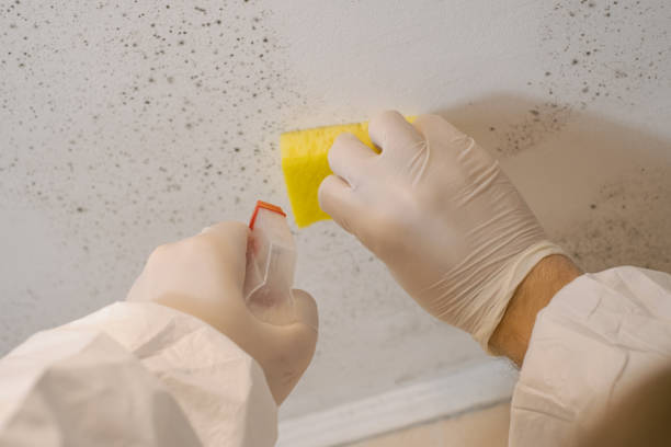 Best Environmental Consulting for Mold Prevention  in Centerville, UT