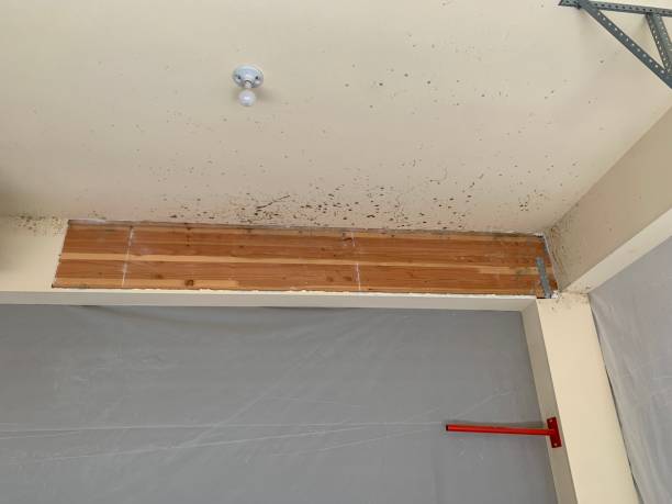 Best Basement Mold Removal  in Centerville, UT