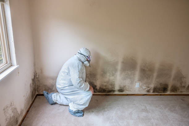 Professional Mold Inspection, Removal & Remediation in Centerville, UT